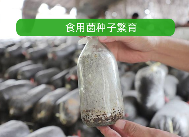 ʳ�þ��N�ӷ���